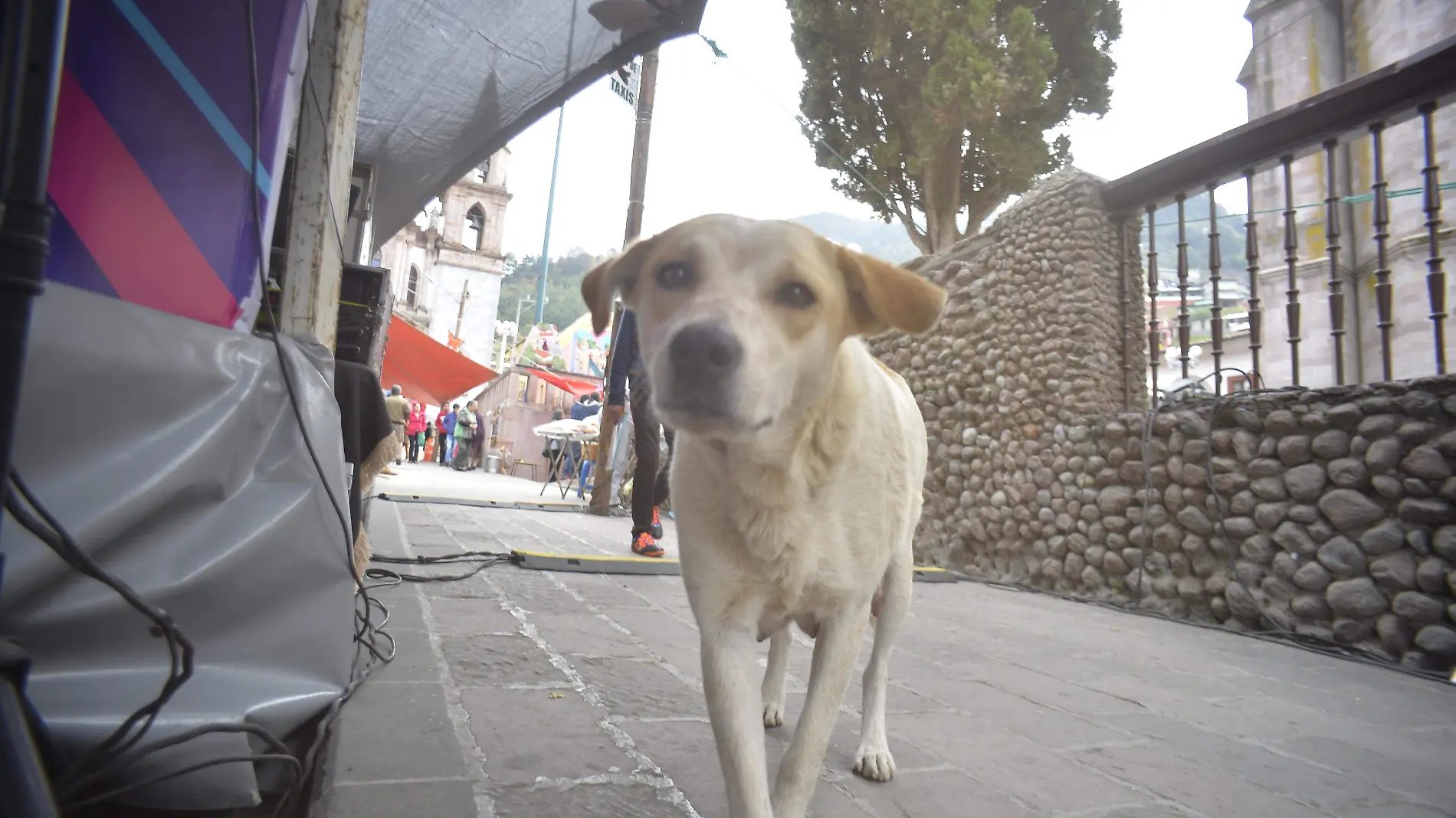 perros (LMO) (2)